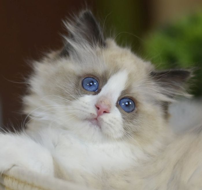 images/AvailableKittens/Ruby website.jpg